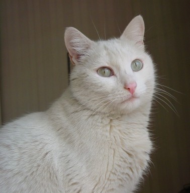 micio miao