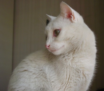 micio miao