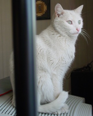 micio miao