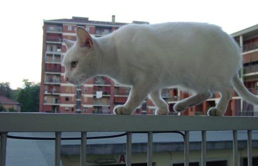 micio miao