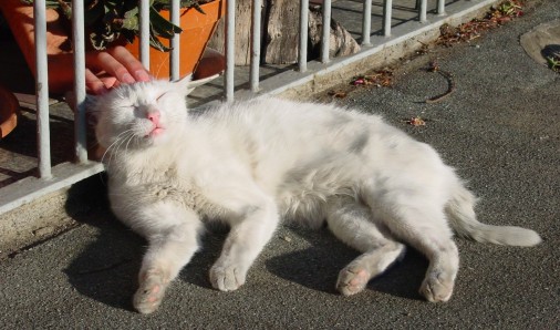 micio miao