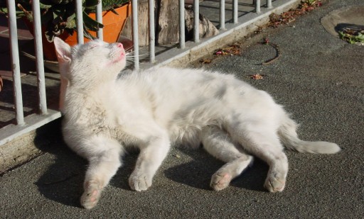 micio miao