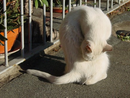 micio miao