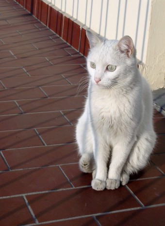 micio miao