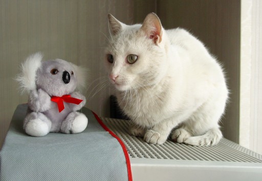 micio miao