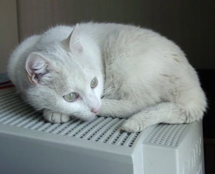 micio miao