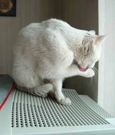 micio miao