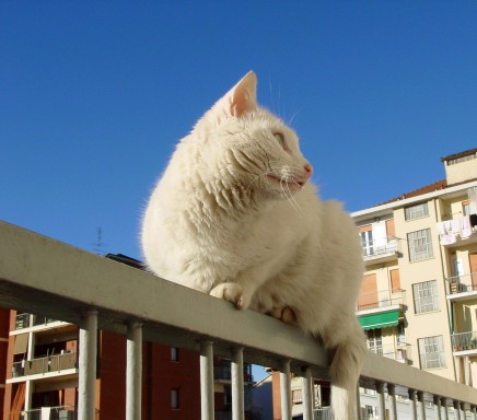 micio miao