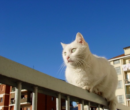 micio miao