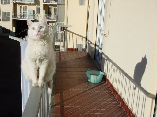 micio miao