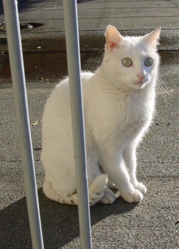 micio miao