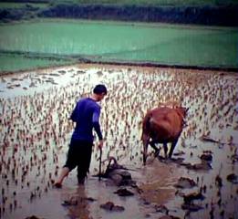 Plowing the rice paddy