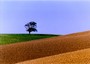 Albero solitario