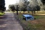 Relitto di auto nell'uliveto -2006