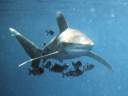 Shark1.jpg