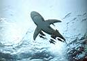 Shark3.jpg
