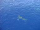 Shark4.jpg