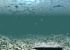 under_w.jpg (1159 byte)