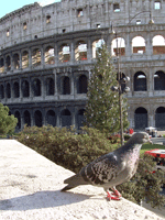 Tour of Rome - The Colosseum