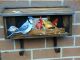 Dipinto su cassetta postale/mailbox paint