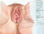 La tavola d'anatomia mostra i genitali esterni: la vulva con l'introito vaginale, grandi labbra, piccole labbra, l'imene ed il clitoride.