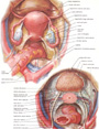 La tavola d'anatomia mostra in proiezione frontale rapporti degli organi genitali e dei loro vasi (arteria e vena uterina) con intestino, vescica, ureteri.