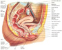 La tavola d'anatomia mostra in proiezione saggittale i rapporti tra utero e vescica ed utero e retto inoltre mostra il diaframma pelvico, il diaframma urogenitale ed il muscolo sfintere dell'ano.