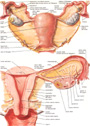 Tavola d'anatomia che mostra l'utero: fondo, corpo, collo. Le ovaglie, le tube, la vagina.