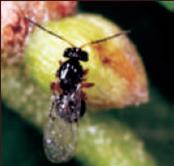 Cinipide Galligeno del Castagno