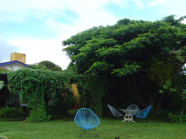 view of the garden