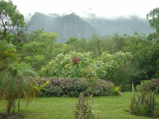 view of the garden