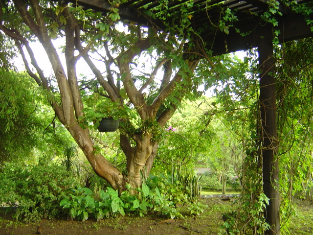 jacaranda