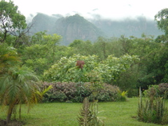 view of the garden