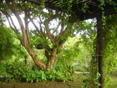 jacaranda
