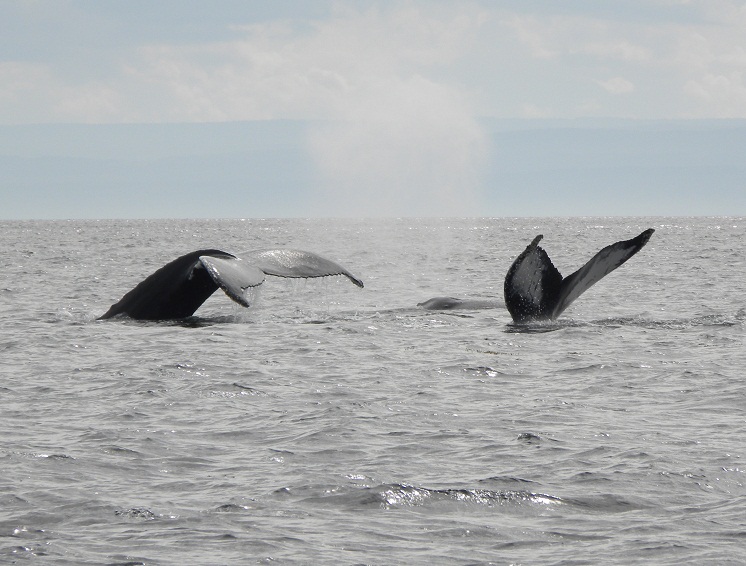 balene nel San Lorenzo